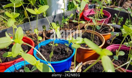 Aufnahmen im 4K-Format mit jungen Setzlingen von Zucchini oder Kürbis. Setzlinge von Gemüsebechern, die im Frühjahr auf freiem Boden gepflanzt werden können. Der Begriff des Anbaus von Bio-Gemüse Stockfoto