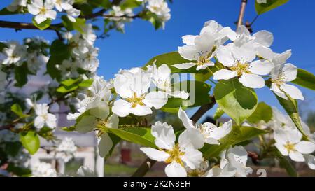 Ein blühender Apfel- oder Birnenbaum vor einem klaren blauen Himmel. Ein Ast mit weißen, zarten Blumen. Das Konzept der Frühlingsblüte Stockfoto