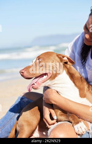 Glückliche Hunde sind auf wolkenbehangen Hunden. Aufnahme einer Frau, die mit ihrem entzückenden Hund einen Tag am Strand verbringt. Stockfoto