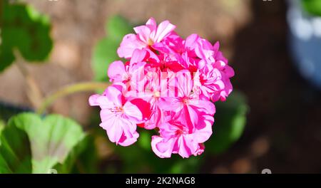 Blume Pelargonium (lateinisches Pelargonium) oder Geranium (lateinisches Geranium) blassrosa Stockfoto