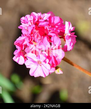 Blume Pelargonium (lateinisches Pelargonium) oder Geranium (lateinisches Geranium) blassrosa Stockfoto