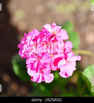 Blume Pelargonium (lateinisches Pelargonium) oder Geranium (lateinisches Geranium) blassrosa Stockfoto