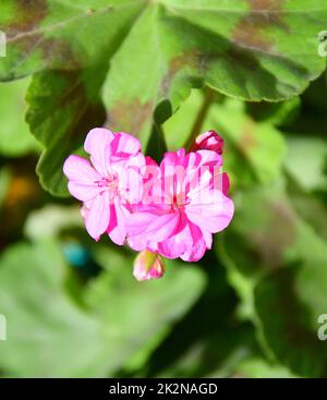 Blume Pelargonium (lateinisches Pelargonium) oder Geranium (lateinisches Geranium) blassrosa Stockfoto