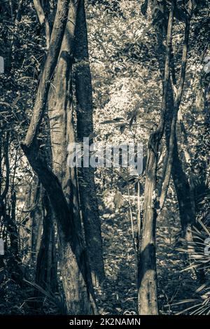 Tropische Dschungelpflanzen Bäume Wanderwege Muyil Mayan Ruinen Mexiko. Stockfoto