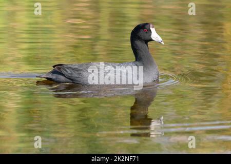 American Coot, Fulica americana, Schwimmen für Erwachsene, Florida, USA März Stockfoto