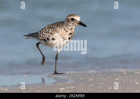 Schwarzer bauchige Pfuster, Grauer Pfuster, Pluvialis squatarola, Erwachsene, die sich in das Sommergefieder hineinmausern. Florida, USA März Stockfoto