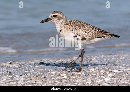 Schwarzer bauchige Pfuster, Grauer Pfuster, Pluvialis squatarola, Erwachsene, die sich in das Sommergefieder hineinmausern. Florida, USA März Stockfoto