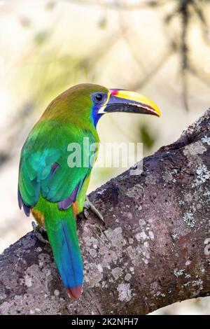 Smaragdtukanet (Aulacorhynchus prasinus), San Gerardo, Costa Rica Stockfoto