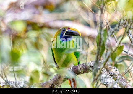 Smaragdtukanet (Aulacorhynchus prasinus), San Gerardo, Costa Rica Stockfoto