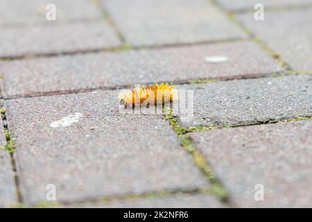 Die Raupe der Ahorneule, Acronicta aceris, auf einem Fußweg. Stockfoto