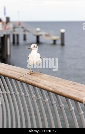 Eine Möwe sitzt auf dem Geländer des neuen Piers in Koserow auf der Insel Usedom. Stockfoto