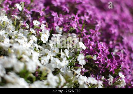 Flache Tiefenschärfe Foto, nur wenige Blüten im Fokus - rosa und weiße Blume Betten, aufgeteilt Diagonal. Abstrakte Frühling Hintergrund. Stockfoto