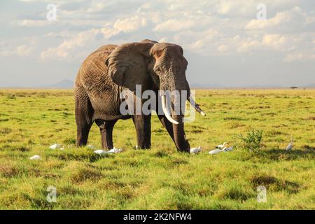 Afrikanischen Busch Elefant (Loxodonta africana) laufen auf Gras, einige weiße Reiher neben seine Beine. Amboseli, Kenia Stockfoto