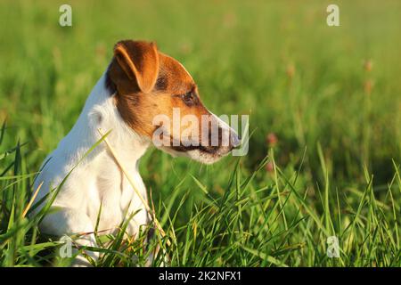 Kleine Jack Russell Terrier im Gras auf der Seite sitzen, Detail auf ihrem Kopf. Stockfoto
