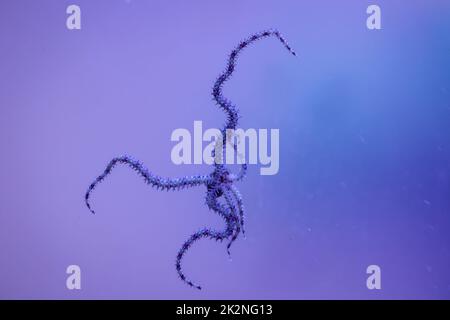 Ein Schlangensternfisch mit seinen sechs Tentakeln auf der Scheibe eines Meeres-Aquariums. Stockfoto