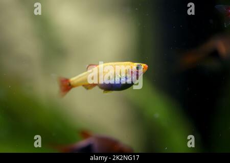 Porträt, Nahaufnahme eines tetra, Barb oder Danio in einem Aquarium. Stockfoto