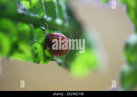 Eine Hornschnecke im Aquarium. Seine Hülle hat die Form eines Horns. Stockfoto
