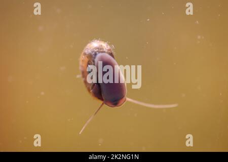 Eine Hornschnecke im Aquarium. Seine Hülle hat die Form eines Horns. Stockfoto