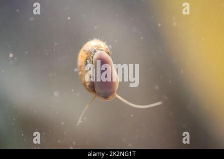 Eine Hornschnecke im Aquarium. Seine Hülle hat die Form eines Horns. Stockfoto