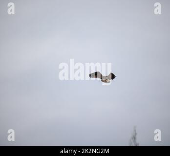 Ein Fischadler kreist über einen Teich auf der Suche nach Fischen. Stockfoto