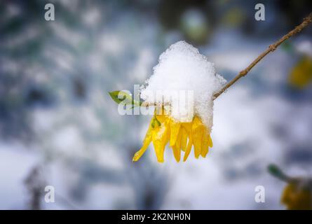 Schneebedeckte Forsythienblüten Stockfoto