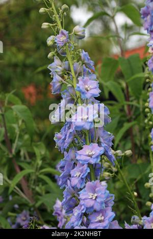 Blauer und violetter Delphiniumblütendorn Stockfoto