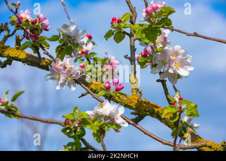 apfelbäume blühen auf einem Zweig Stockfoto