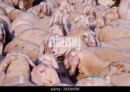 Überall Schafe, Esel, Ziegen und Tiere! Stockfoto