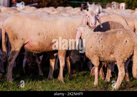 Weiße Schafe auf dem Land Stockfoto