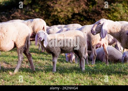 Weiße Schafe auf dem Land Stockfoto