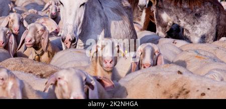 Überall Schafe, Esel, Ziegen und Tiere! Stockfoto