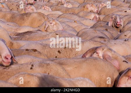 Ein Schaf mit einem aufstrebenden Schaf Stockfoto