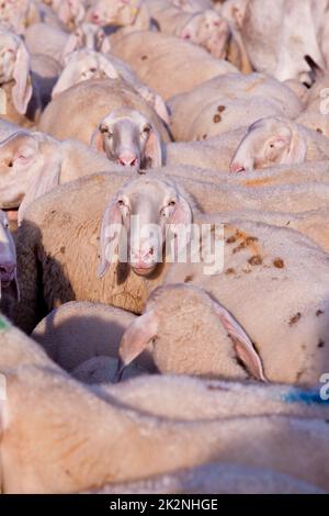 Überall Schafe, Esel, Ziegen und Tiere! Stockfoto