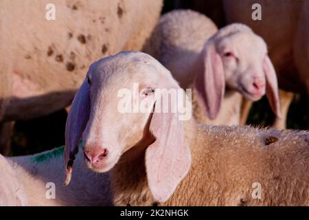 Überall Schafe, Esel, Ziegen und Tiere! Stockfoto