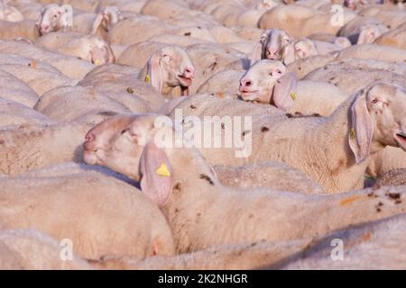 Ein Schaf mit einem aufstrebenden Schaf Stockfoto