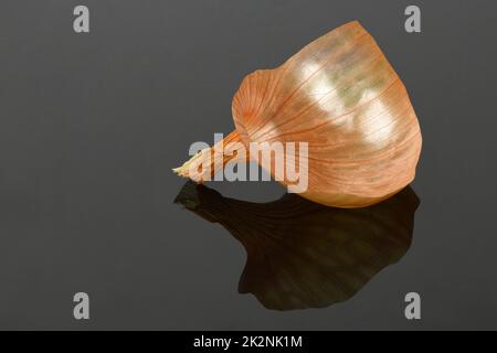 Zwiebelschale auf schwarzem Acryl-Hintergrund. Gelbe Zwiebelschale. Hochauflösendes Foto. Volle Schärfentiefe. Stockfoto