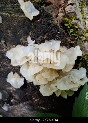 Eine Nahaufnahme von wachsenden Tremella fuciformis-Pilzen am Baumstamm Stockfoto