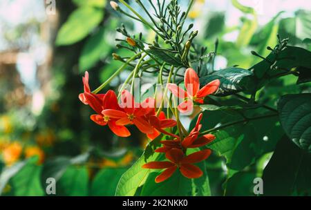 Mandevilla, Rocktrompet-Blüten mit fünf rosa Blütenblättern und gelb in der Mitte in Blüte, die von Sonnenlicht im Garten beleuchtet wird. Low-Angle-Ansicht. Stockfoto