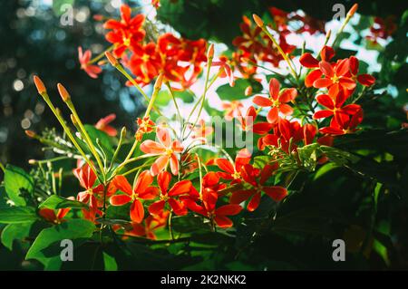 Mandevilla, Rocktrompet-Blüten mit fünf rosa Blütenblättern und gelb in der Mitte in Blüte, die von Sonnenlicht im Garten beleuchtet wird. Low-Angle-Ansicht. Stockfoto