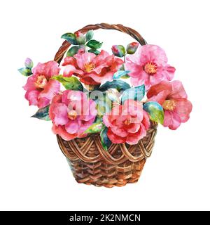 Aquarellkorb mit Kamellas. Weidenkorb mit rosa Blüten auf weißem Hintergrund. Stockfoto