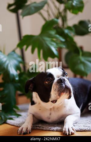 Alles ist mit einem Hund an Ihrer Seite pfotenfähig. Aufnahme eines entzückenden Hundes zu Hause. Stockfoto