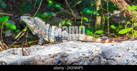 Mexikanischer Leguan liegt in einem Naturwald aus Stein in Mexiko. Stockfoto