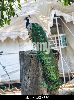 Ein vertikales Bild von indischem Pfannkuchen, Pavo cristatus. Stockfoto