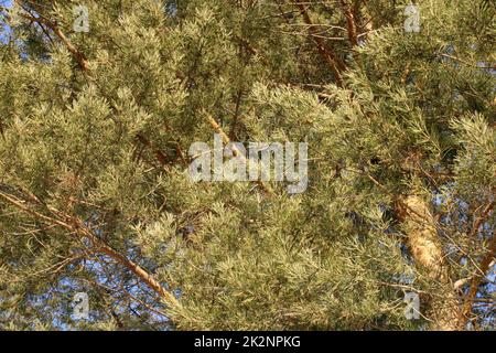 Nadelbaum mit großer Krone. Ansicht von unten. Stockfoto