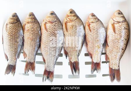 Frisch gefangener Kreuzfisch liegt auf einem weißen Stand. Fang die Trophäe. Blick von oben. Stockfoto