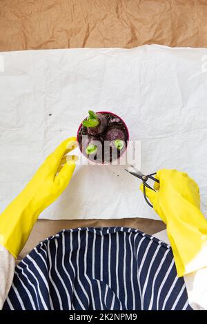 Ein Mädchen in einer gestreiften Schürze transplantiert Hyazinthzwiebeln aus einem Topf und pflanzt Hyazinthzwiebeln mit Gartengeräten. Stockfoto