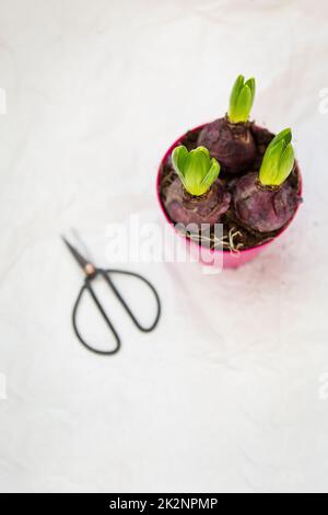 Im Frühling einen Hyazinthenkopf, Blumen mit Zwiebeln in einem Topf Erde, Transplantationswerkzeuge. Blick von oben. Stockfoto