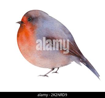 Aquarell-Vogel. Das Rotkehlchen ist ein kleiner Vogel auf weißem Hintergrund. Stockfoto