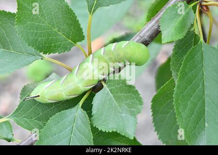 Grüne Raupe Privet-Falkenmotte (Sphinx ligustri) oder Mottenschmetterling (Sphingidae). Seitenansicht. Caterpillar Nahaufnahme im Laub Stockfoto