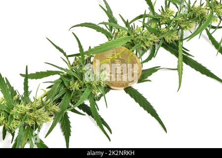 Grüner Marihuana-Cannabis sprießt mit Bitcoin isoliert auf weißem Hintergrund. Hochauflösendes Foto. Volle Schärfentiefe. Stockfoto